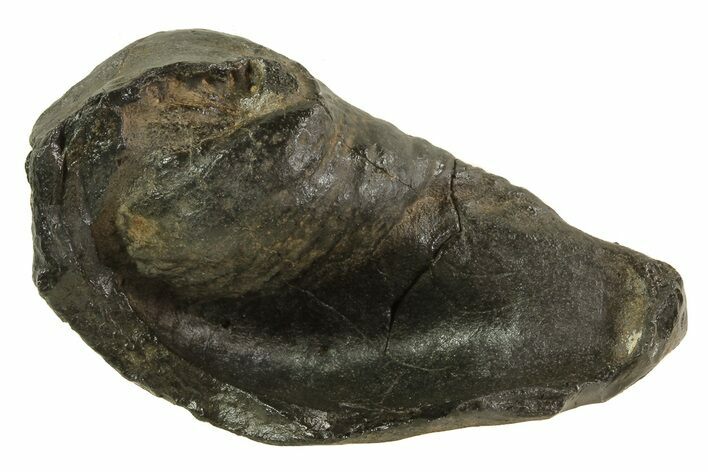 Fossil Whale Ear Bone - Miocene #69672
